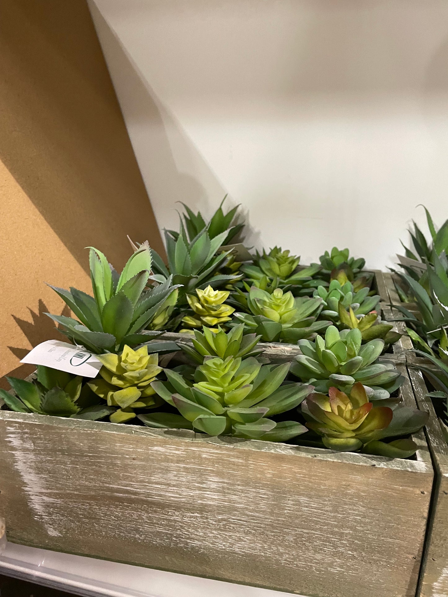 Box Succulent