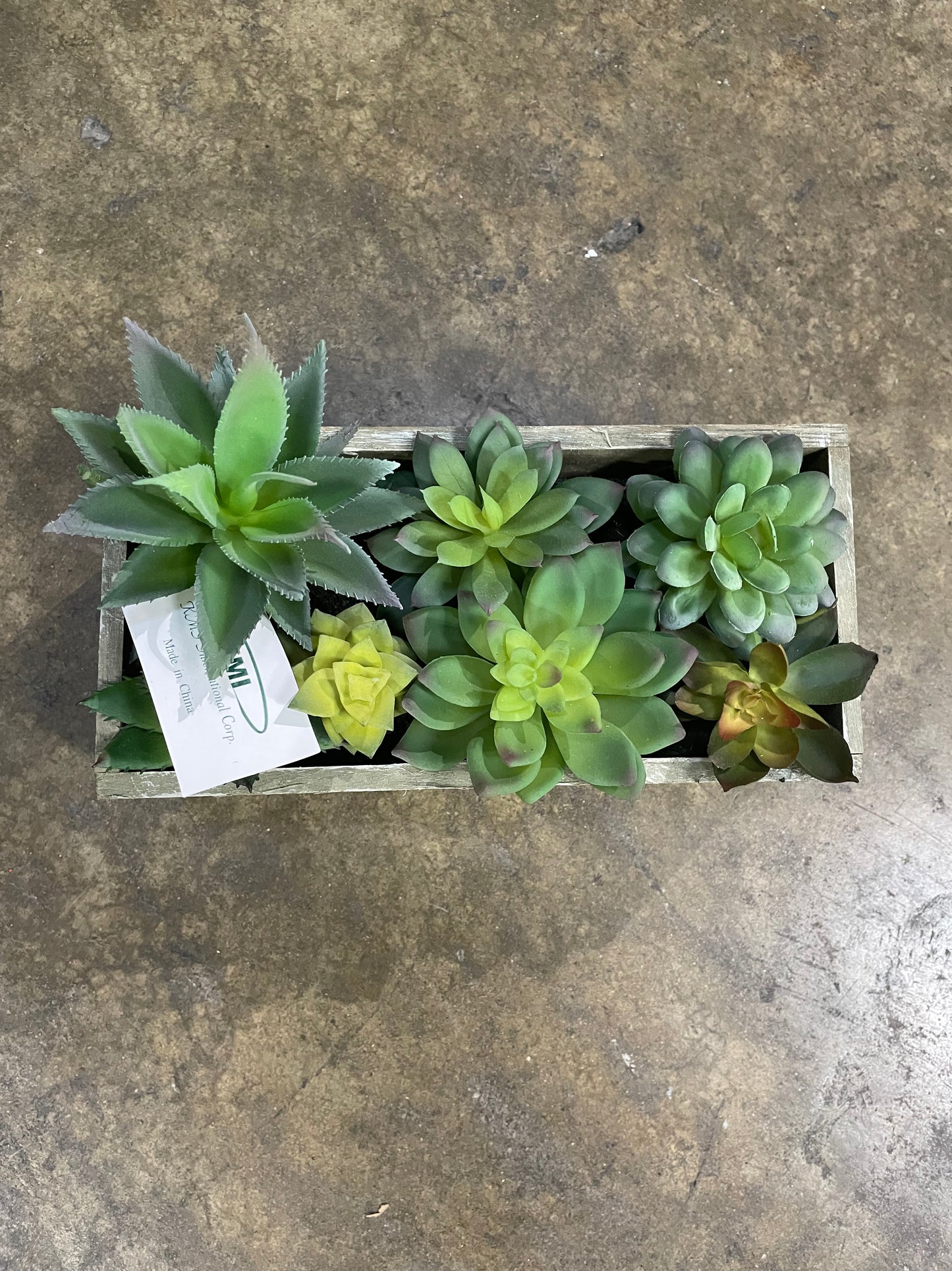 Box Succulent